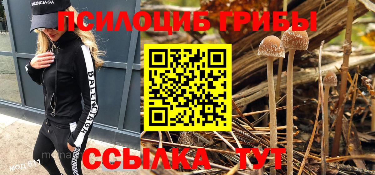 Галлюциногенные грибы Psilocybe Избербаш